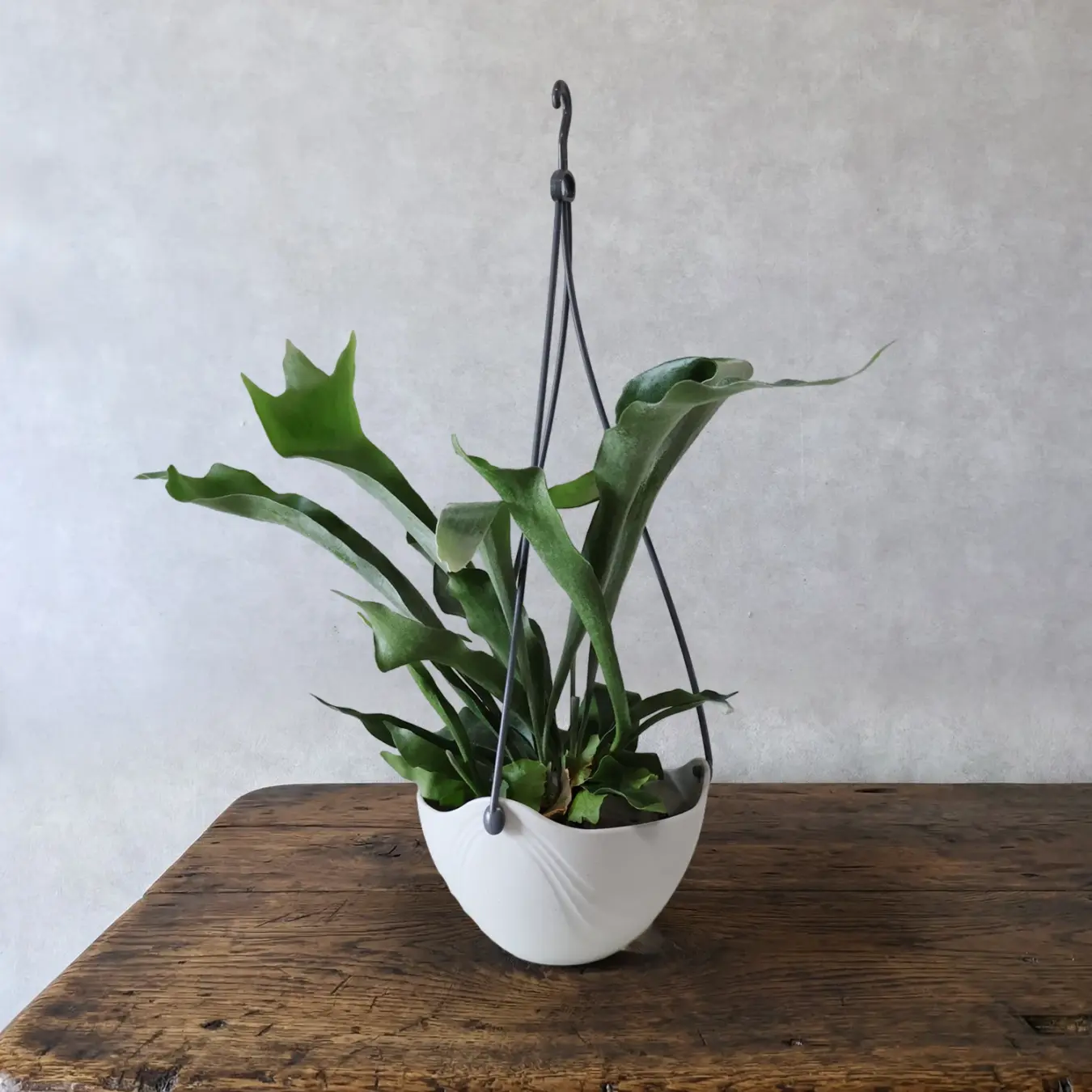 【NEW】コウモリラン  吊り 7号鉢