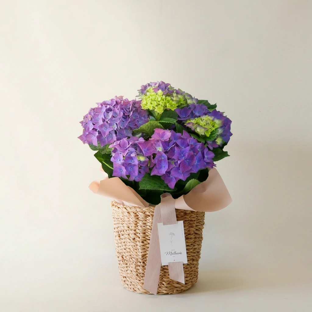 【母の日限定】ありがとうの紫陽花 鉢　