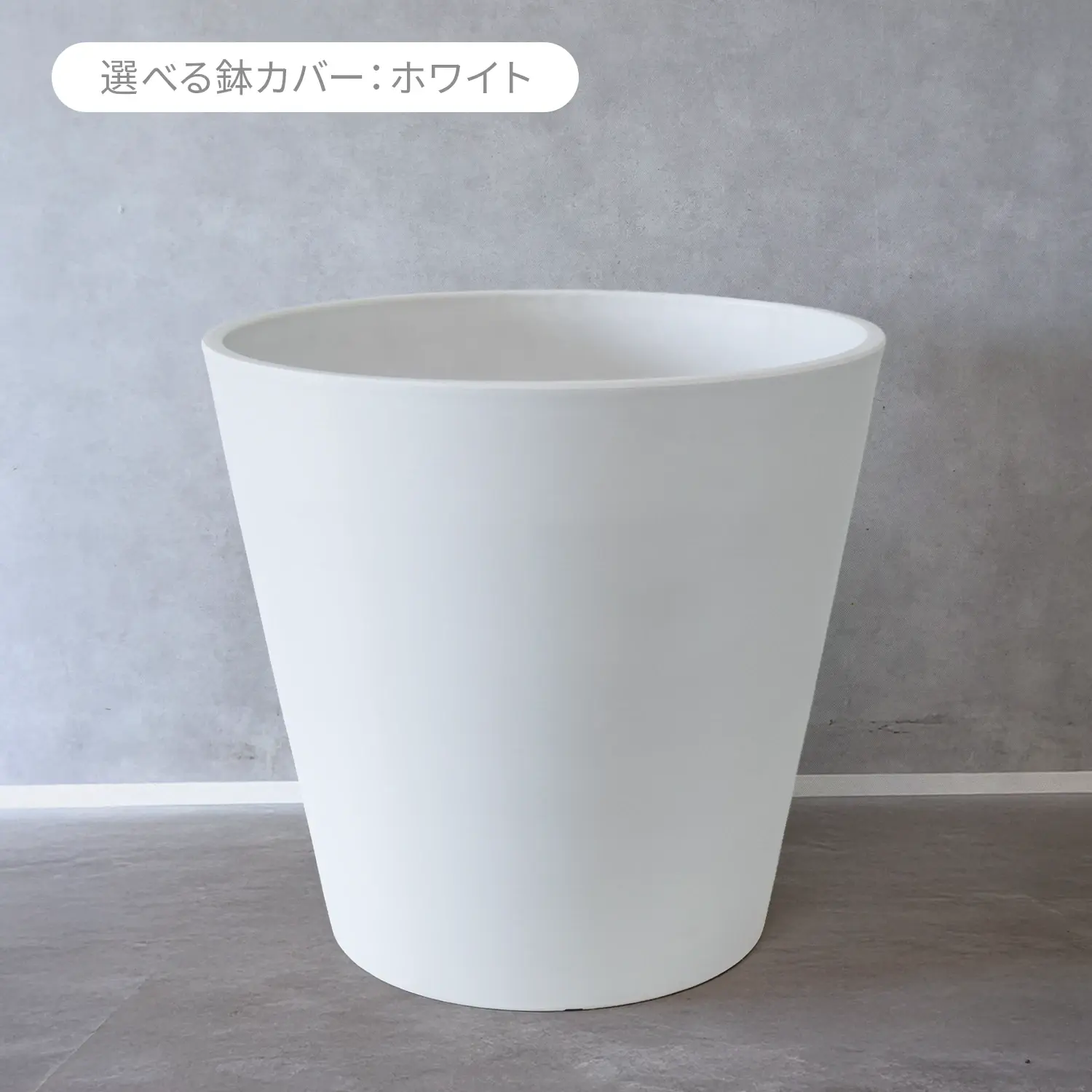【選べる鉢カバー】 ノリナ ポニーテール　トックリラン  10号鉢