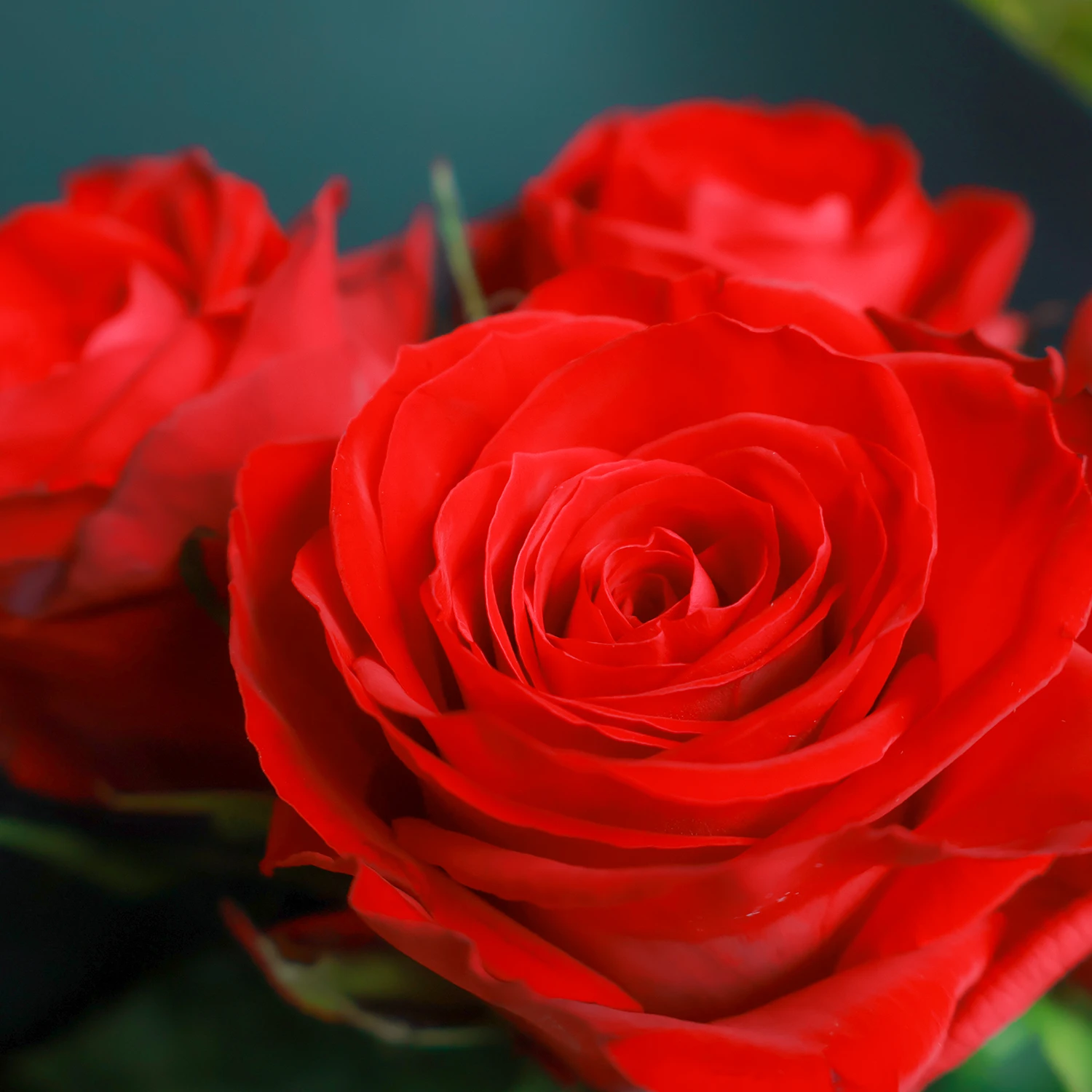 【還暦祝いに】60本のバラの花束