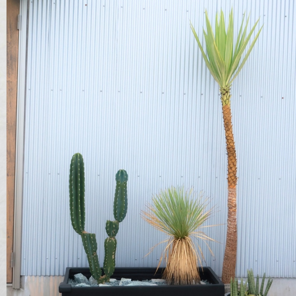 ユッカ　バリエガータ（斑入り）