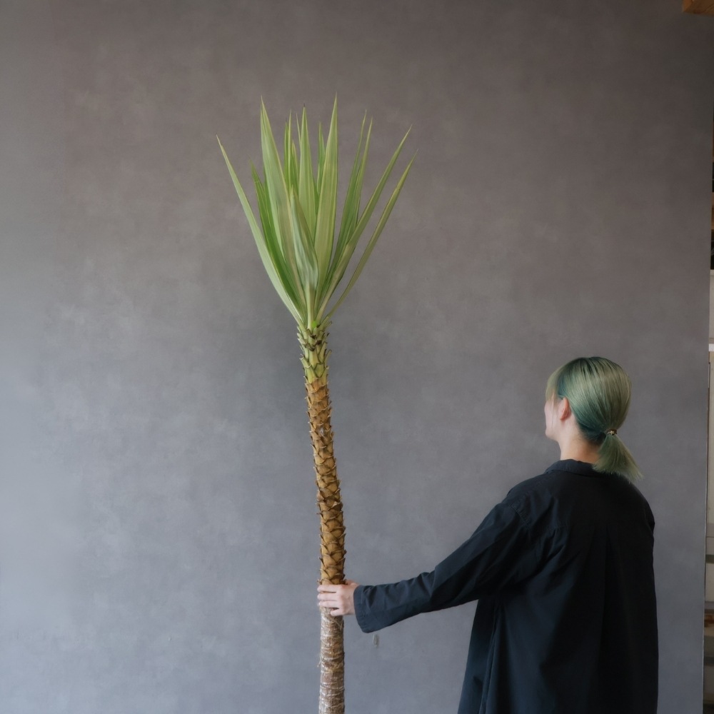 ユッカ　バリエガータ（斑入り）