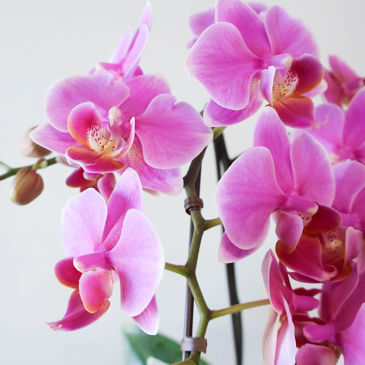 ミディ胡蝶蘭 観葉寄せ植え 花柄鉢 ピンク