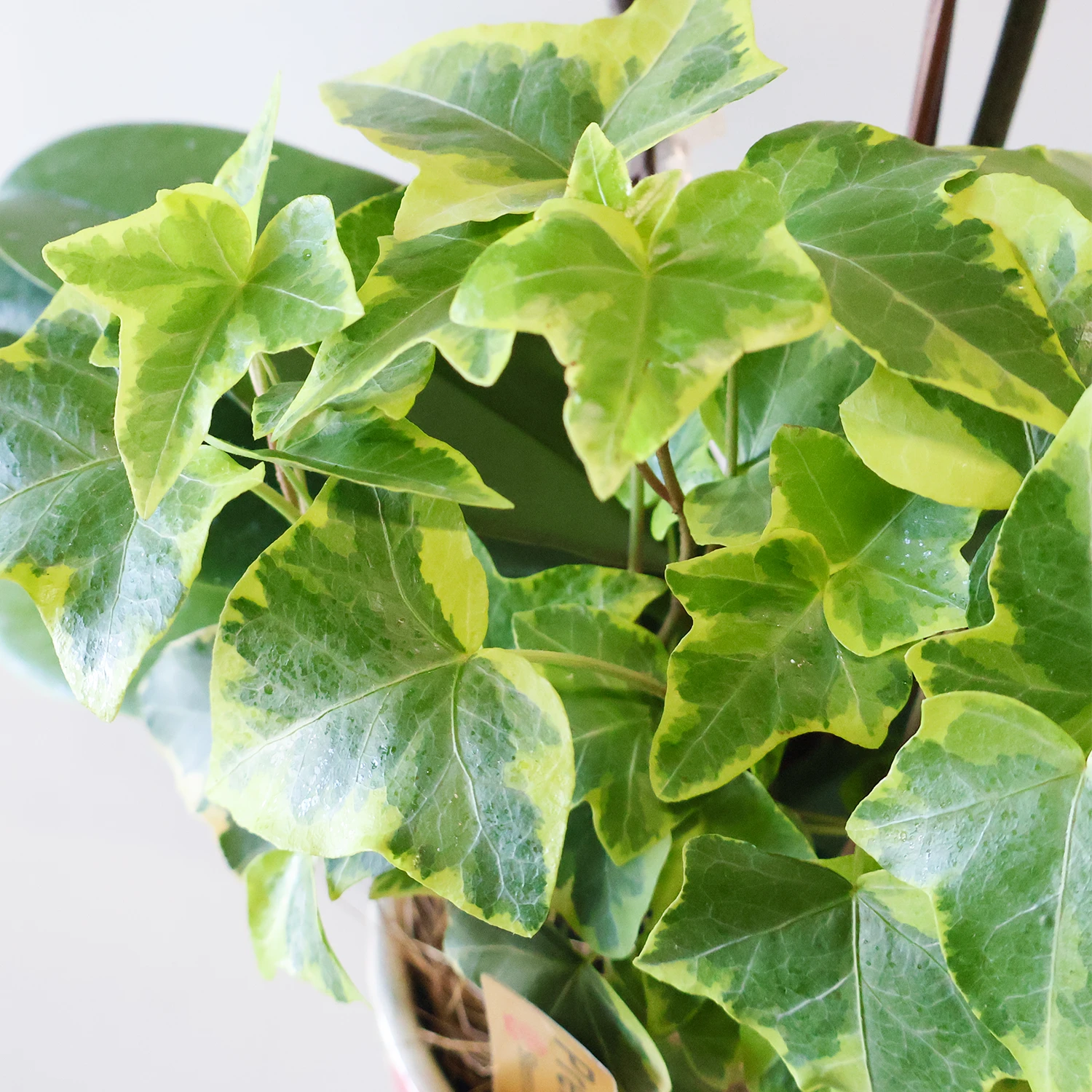 ミディ胡蝶蘭 観葉寄せ植え 花柄鉢 ピンク