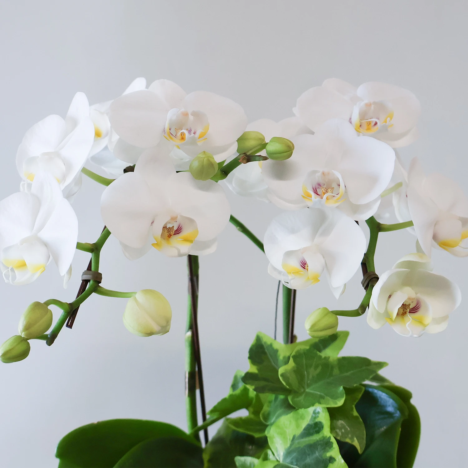 ミディ胡蝶蘭 観葉寄せ植え 花柄鉢 ホワイト