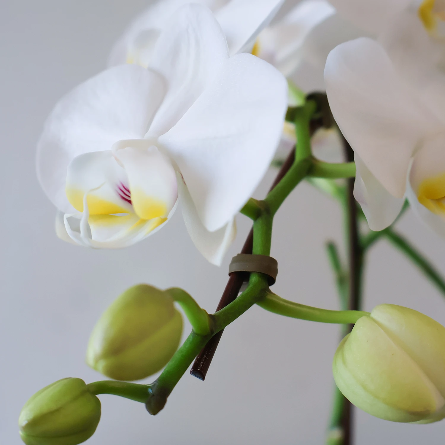 ミディ胡蝶蘭 観葉寄せ植え 花柄鉢 ホワイト