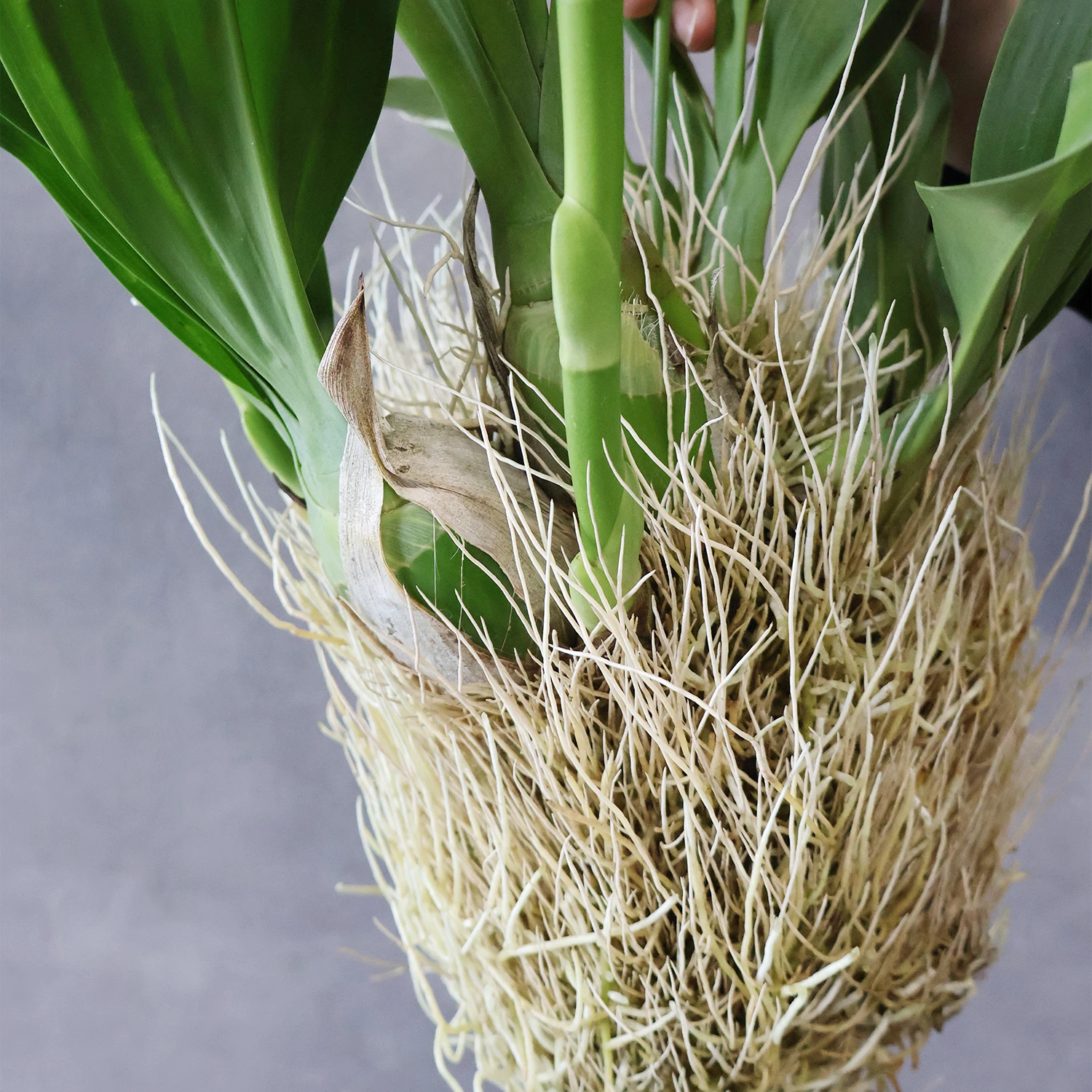 もじゃマトフィラム