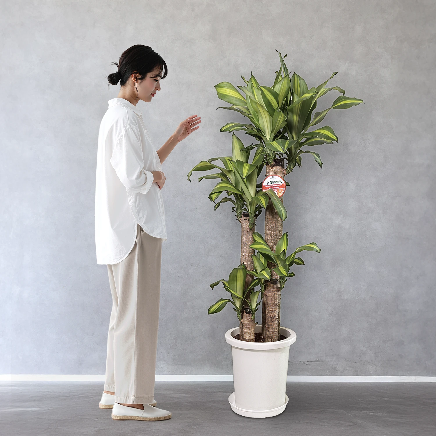 【お取り寄せ商品】ドラセナ マッサンゲアナ 10号　プラスチック鉢