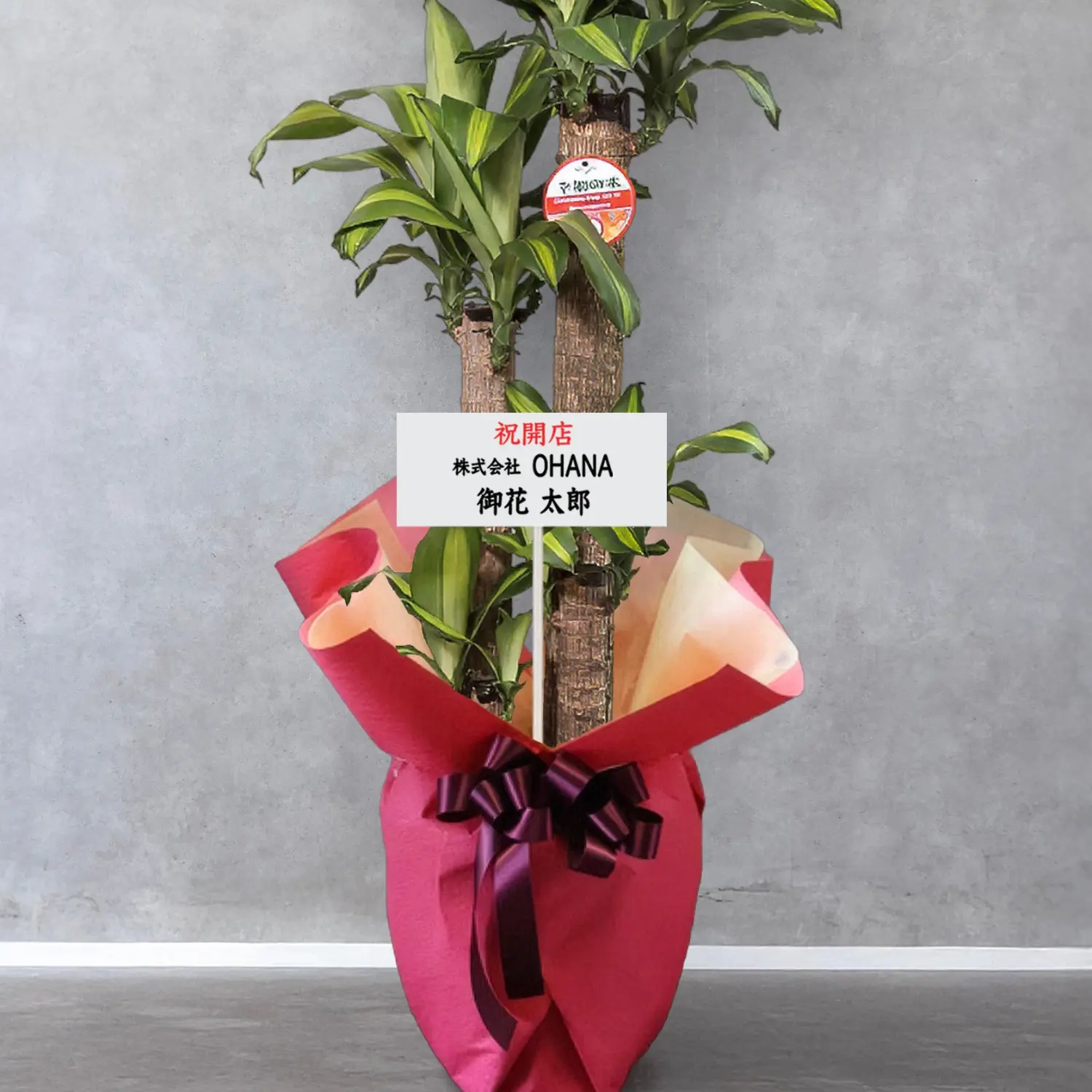 【お取り寄せ商品】ドラセナ マッサンゲアナ 10号　プラスチック鉢