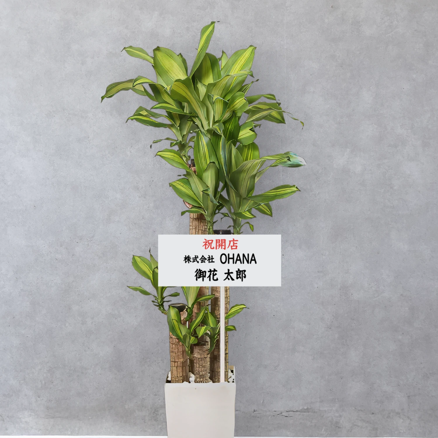 【お取り寄せ商品】ドラセナ マッサンゲアナ 8号　角プラスチック鉢