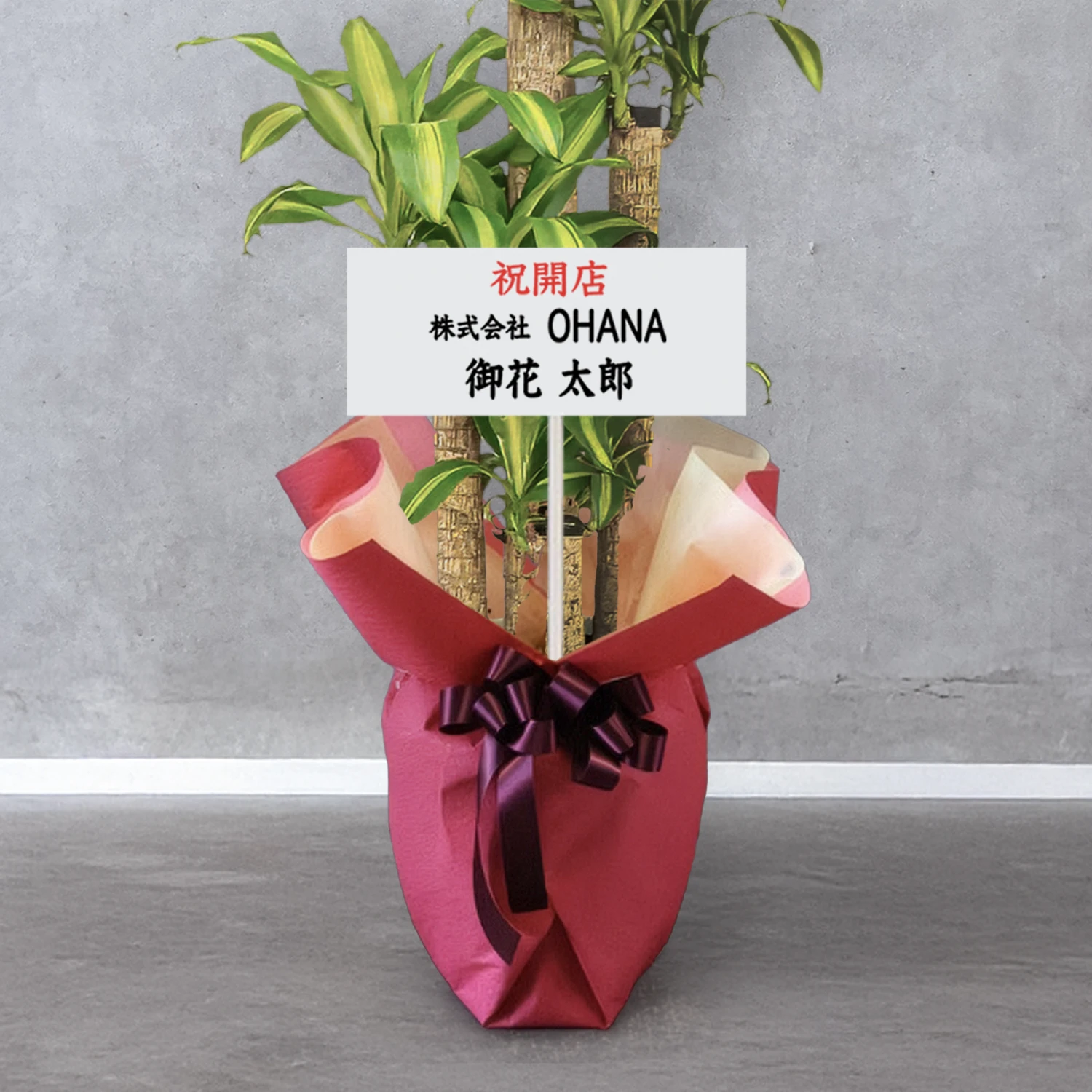 【お取り寄せ商品】ドラセナ マッサンゲアナ 8号　丸プラスチック鉢