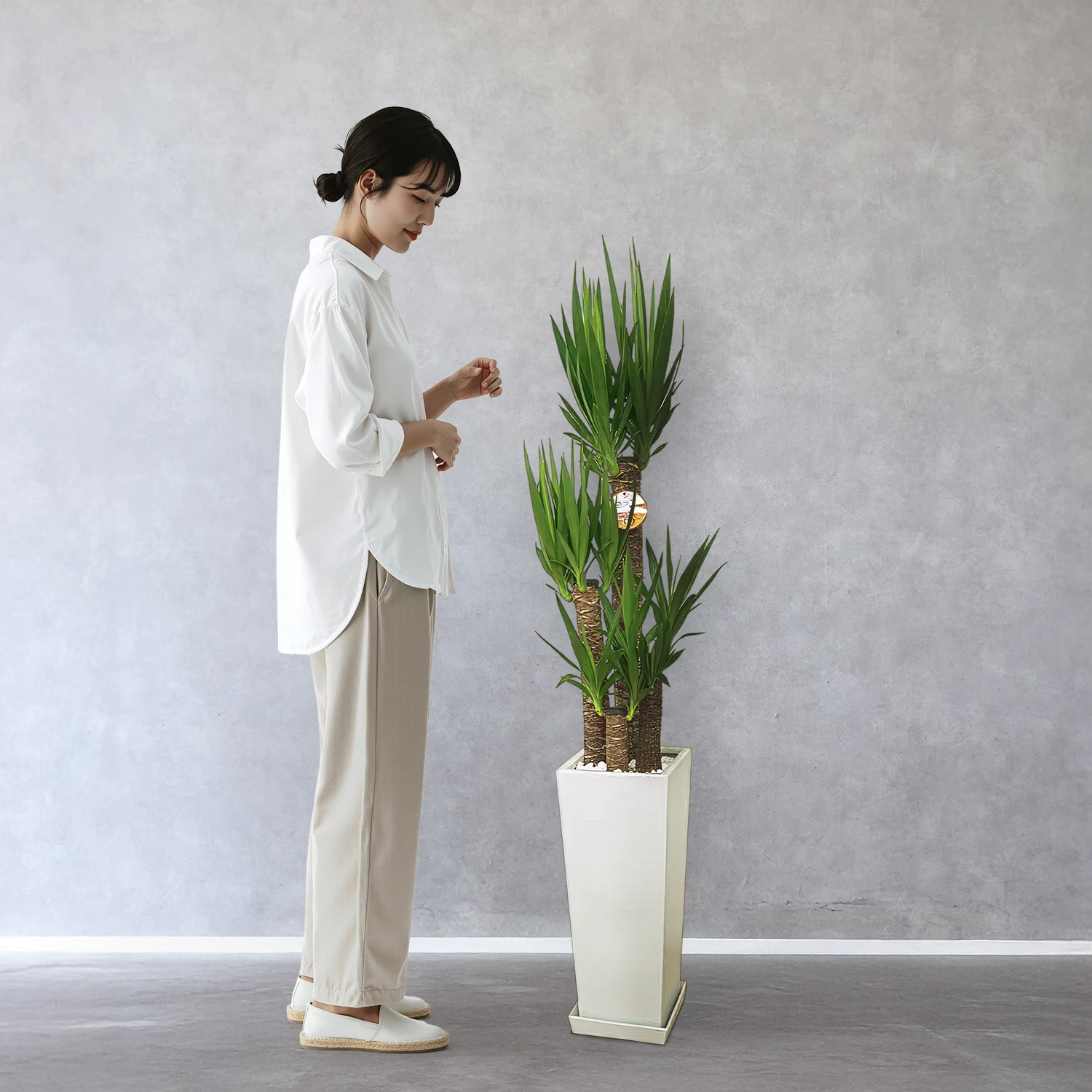 【お取り寄せ商品】ユッカ 8号　高角陶器鉢