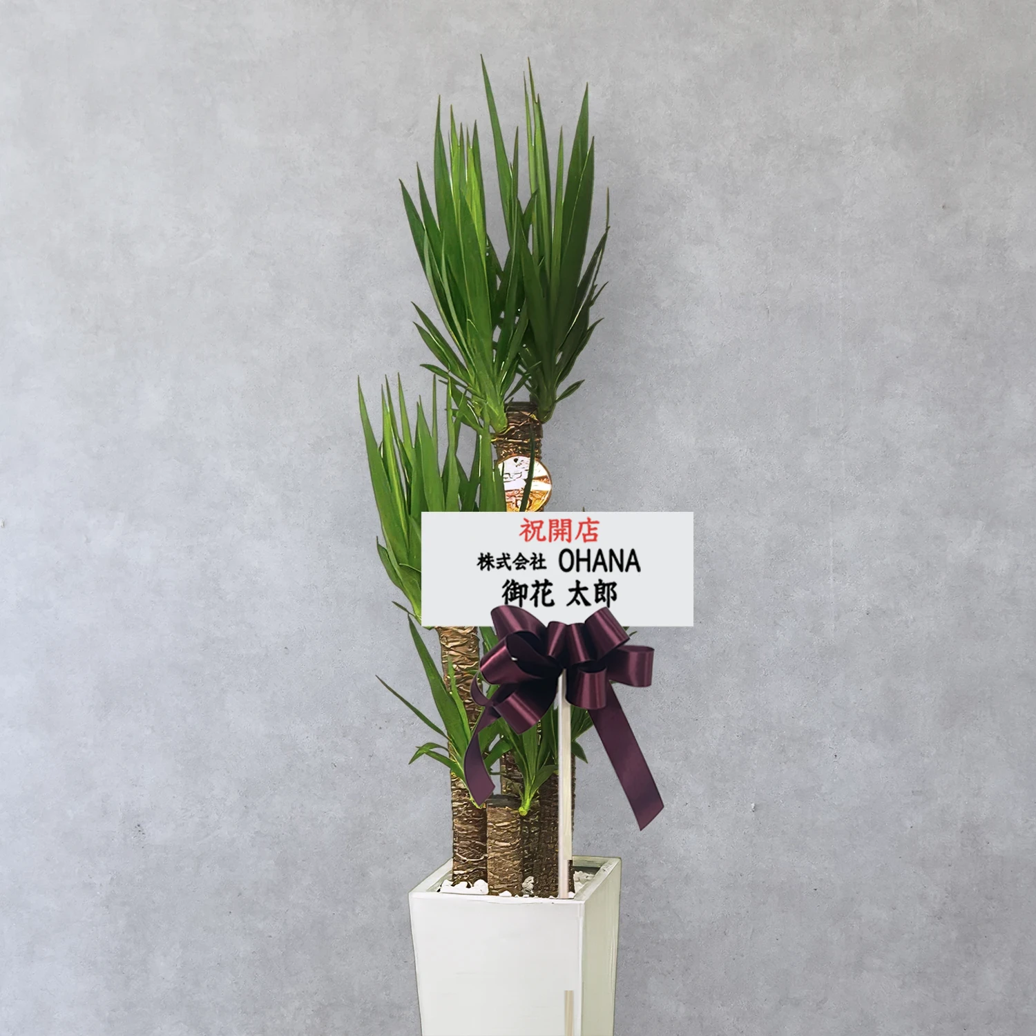 【お取り寄せ商品】ユッカ 8号　高角陶器鉢