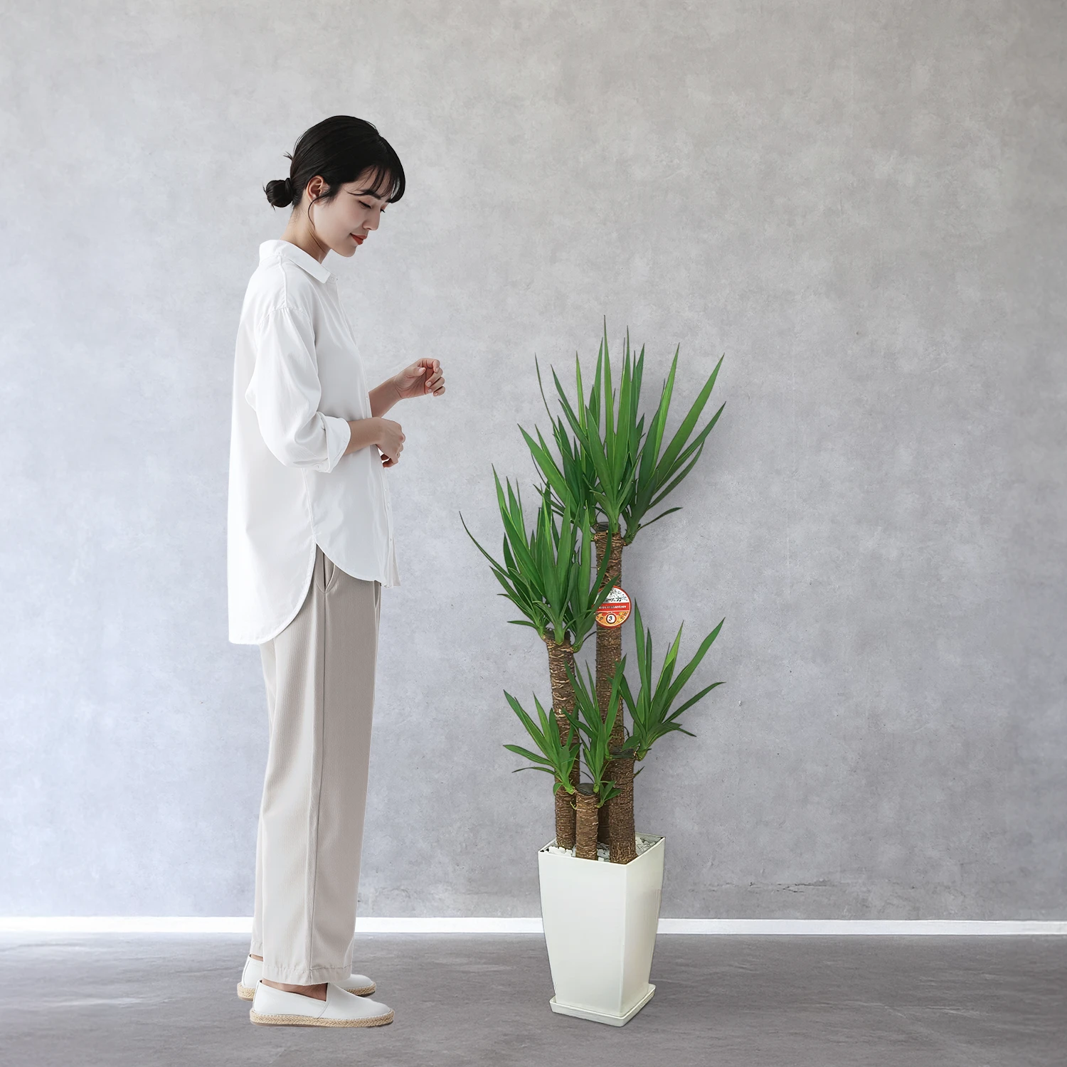 【お取り寄せ商品】ユッカ 8号 角プラスチック鉢