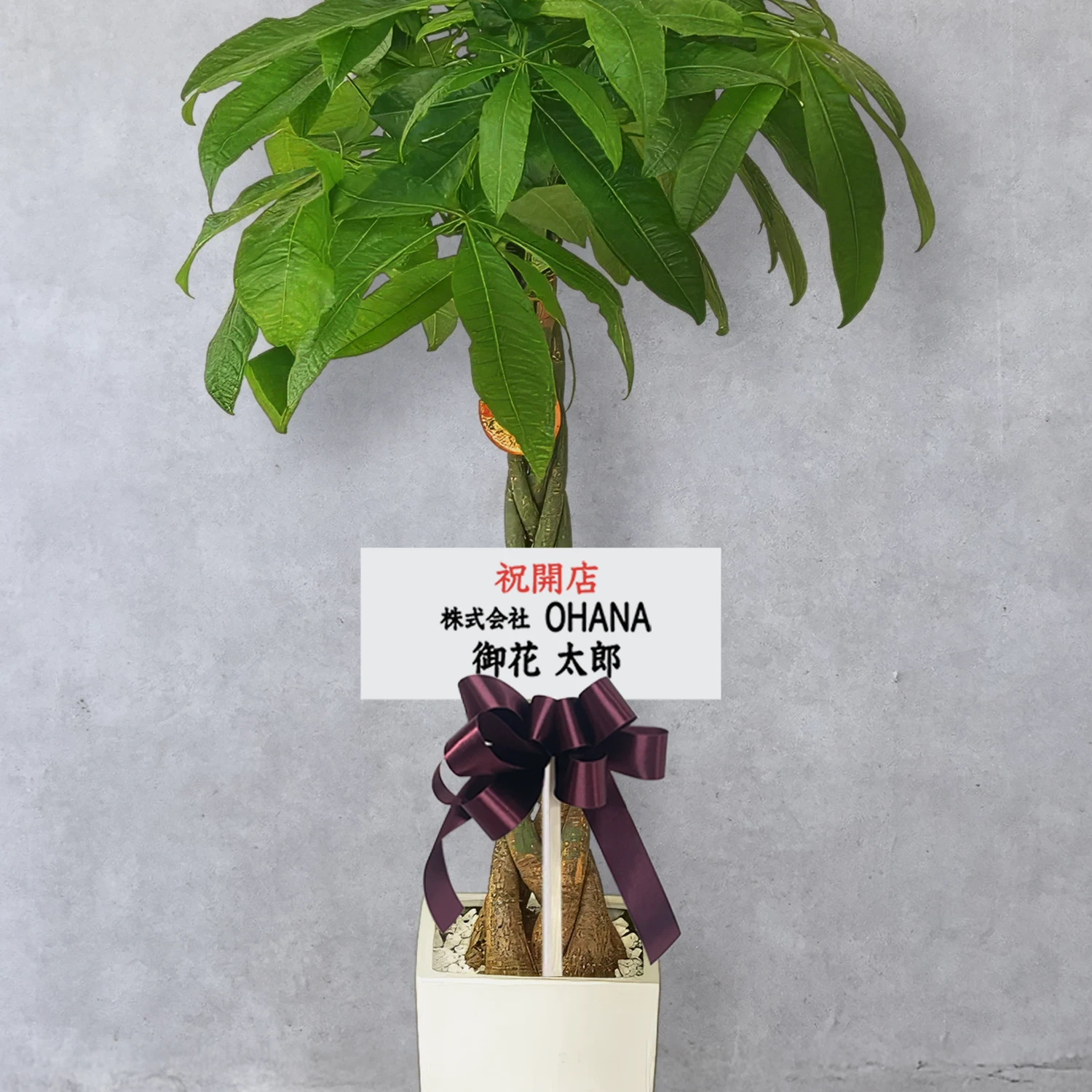 【お取り寄せ商品】パキラ 8号　角陶器鉢