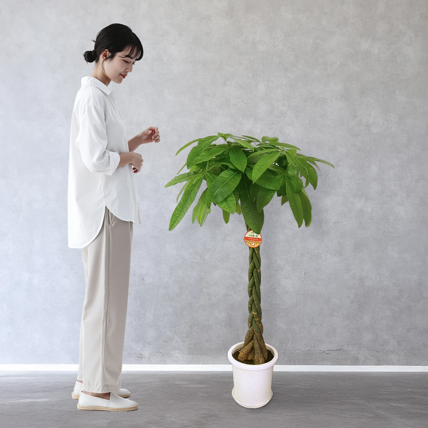 【お取り寄せ商品】パキラ 8号　丸プラスチック鉢