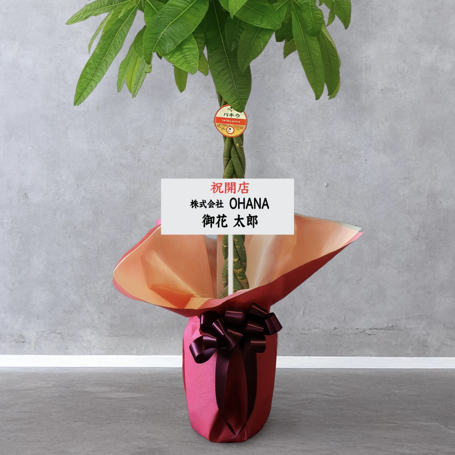 【お取り寄せ商品】パキラ 8号　丸プラスチック鉢