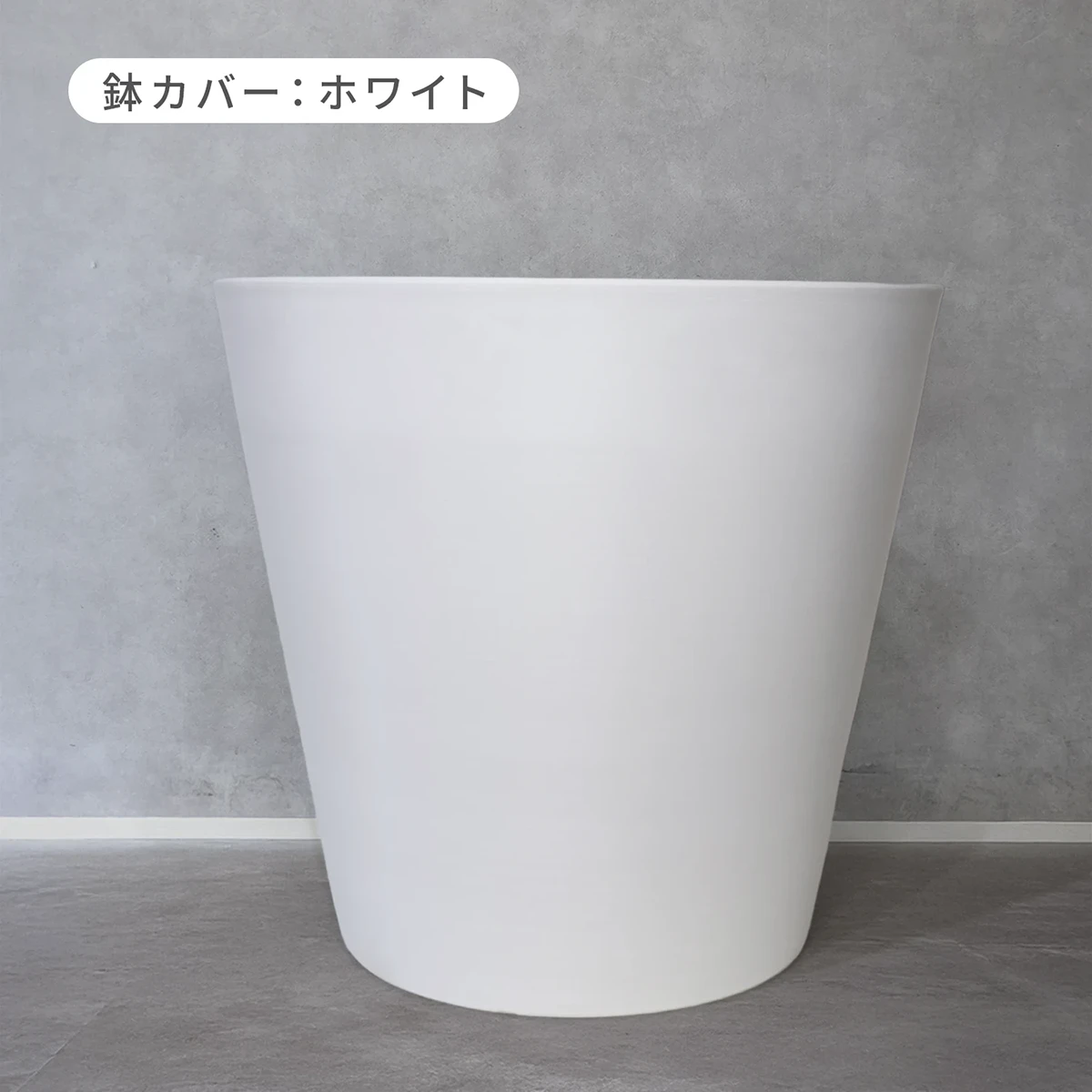 【お取り寄せ商品】パキラ 10号 プラスチック鉢
