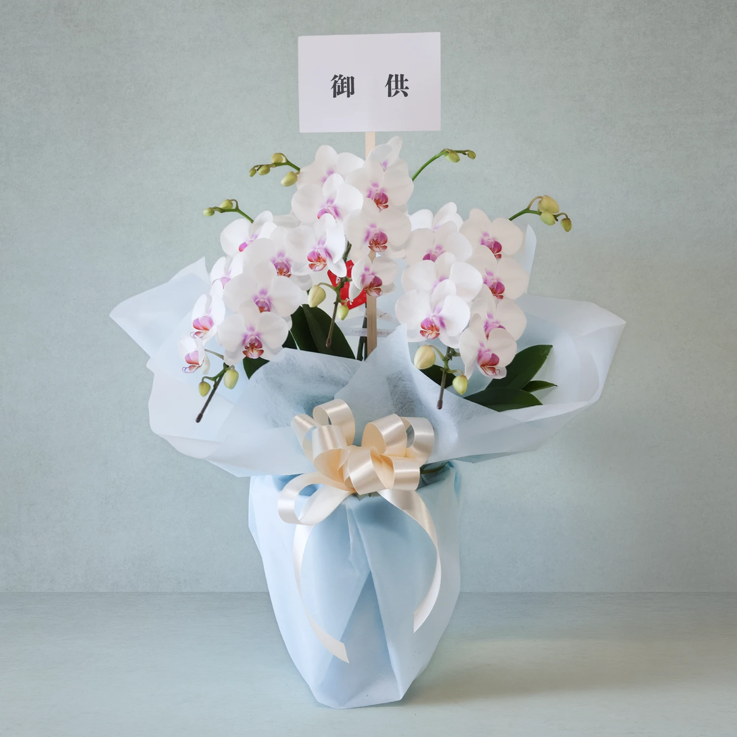 【8月限定】お供えミディ胡蝶蘭  
