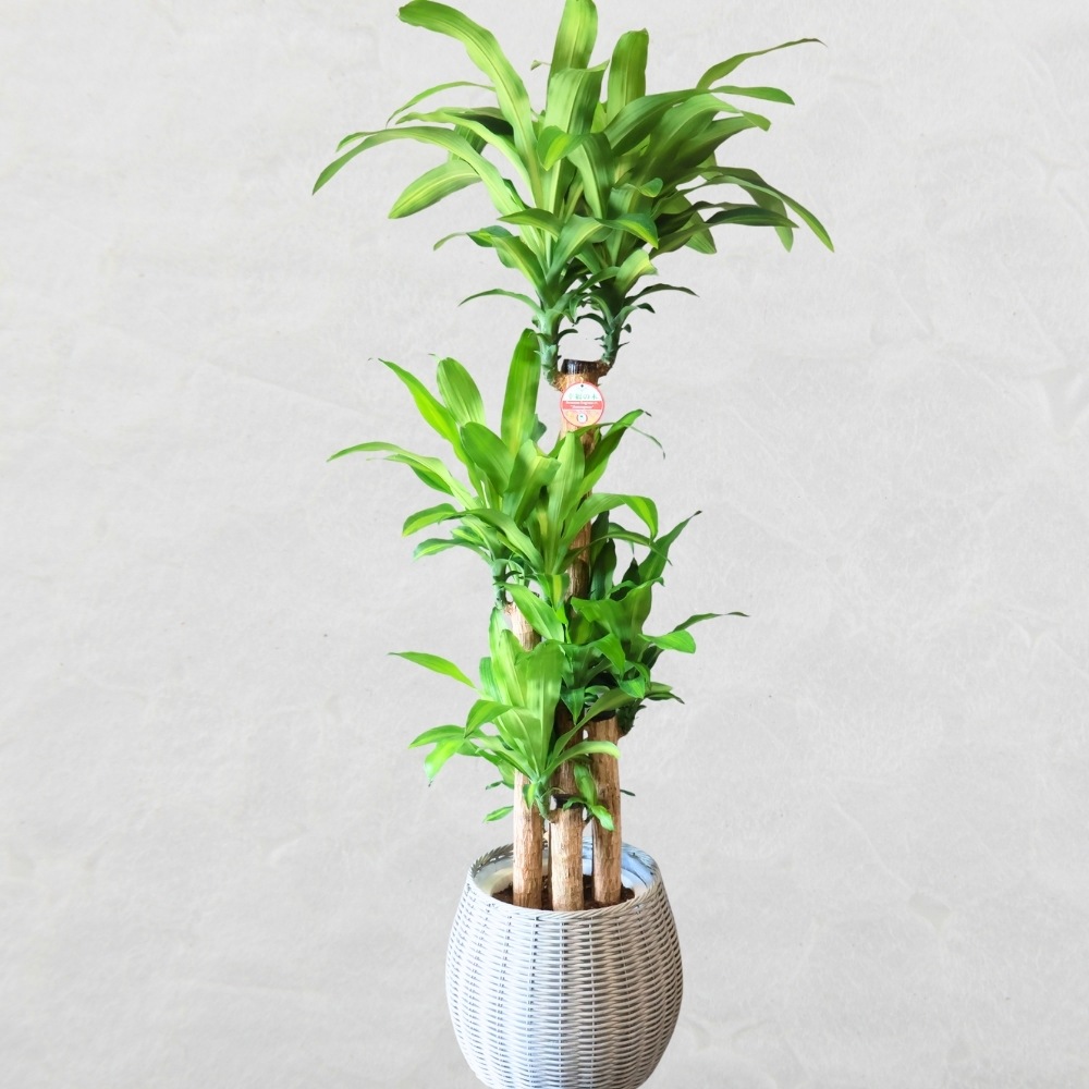 マッサンゲアーナ