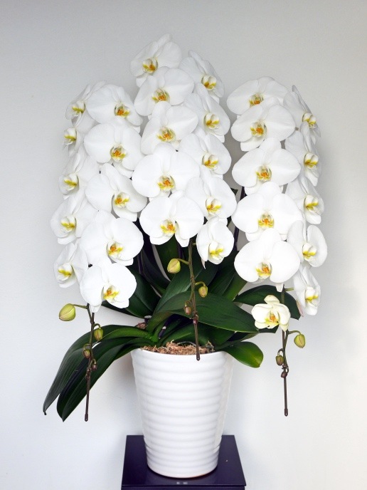 胡蝶蘭2L ３本立ち