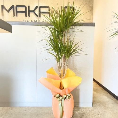 コンシンネ　ホワイボリー