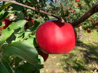 りんご 紅の夢コンポート8割