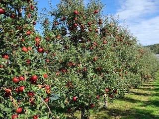 りんご 紅の夢コンポート8割