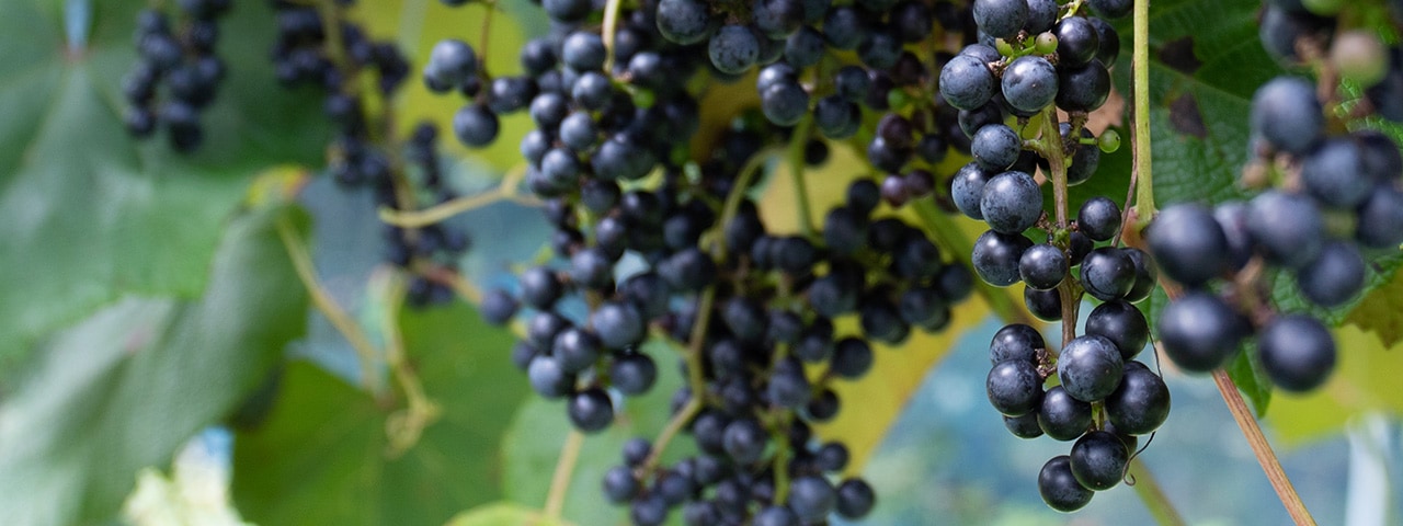 洋野山葡萄ワイン 2024 甘口｜ひろの商店の通販サイト