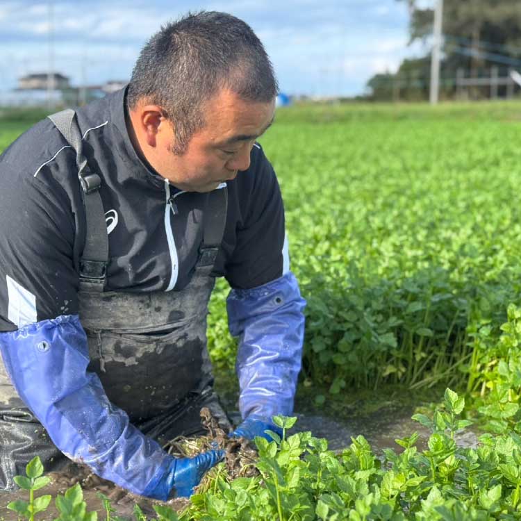 �ڵܾ�ۻ������� ��������ȤΤ����饻�å�(2-3����)