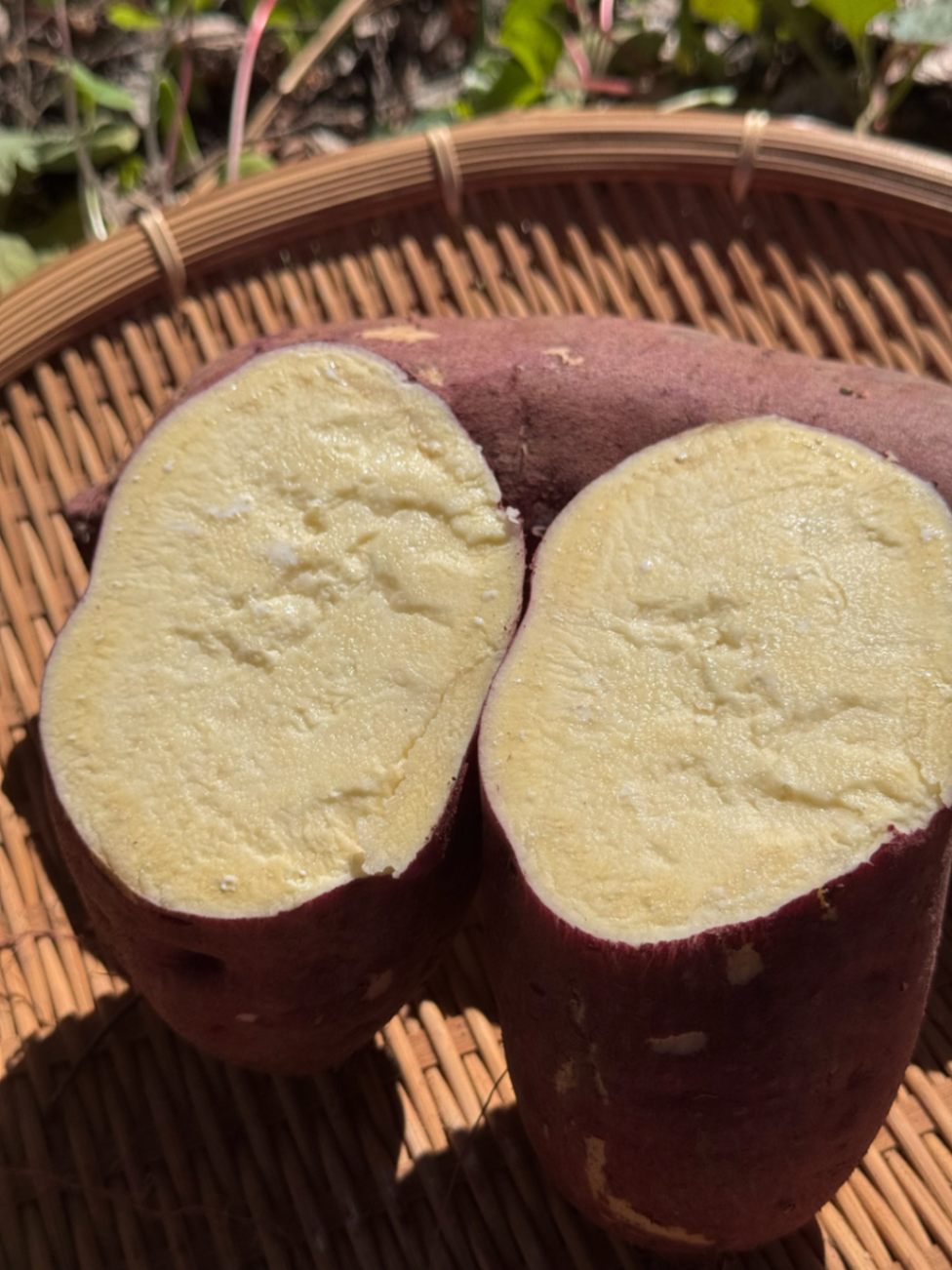 焼酎 eco Amazon.co.jp: 宝酒造 タカラ 【すっきり クセのない味わい】宝