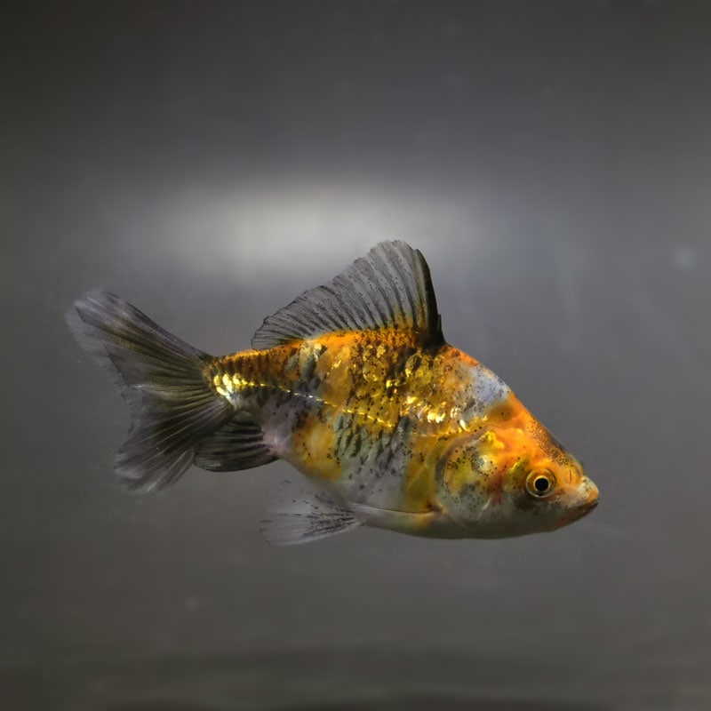 【金魚王子】変わり柄和金（ドラゴンスケール） 8.5cm前後 (個体番号：bgt883)