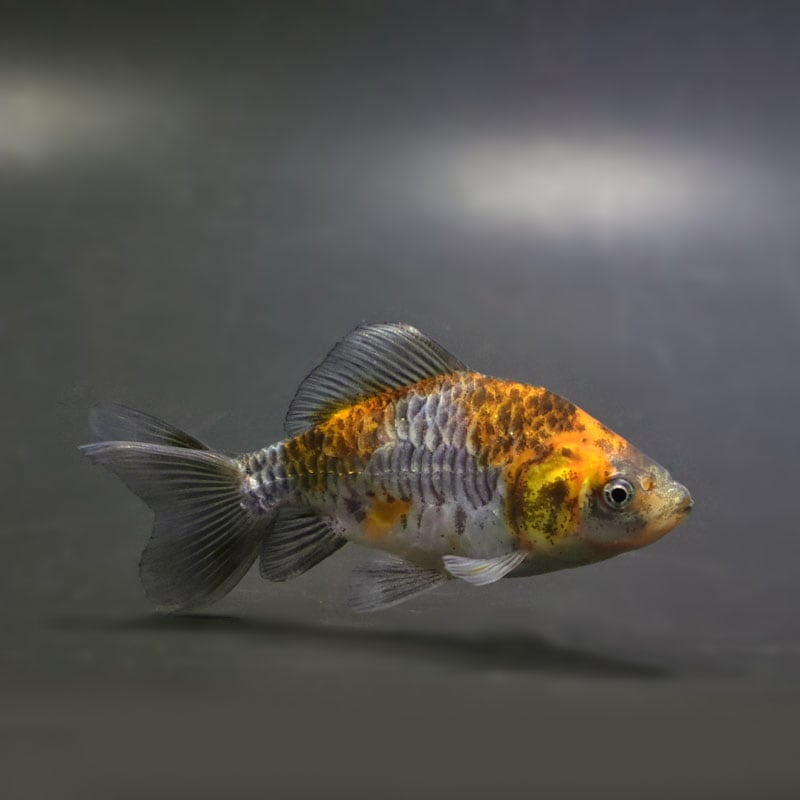 【金魚王子】変わり柄和金（ドラゴンスケール） 9cm前後 (個体番号：bgt885)