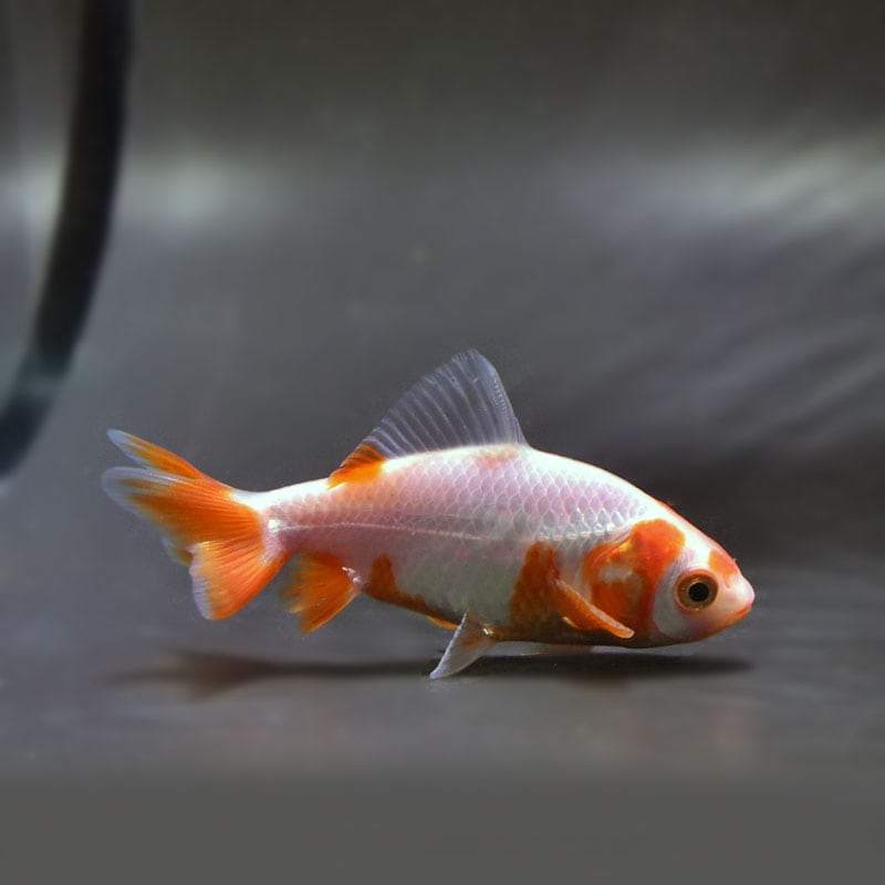 【金魚王子】更紗三ツ尾和金 8±1cm前後 (個体番号：vfr182)