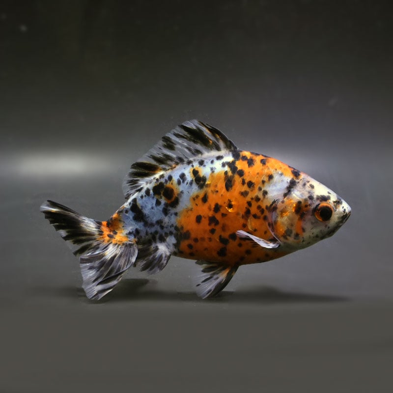 【金魚王子】三色和金（四つ尾） 15.5cm前後 (個体番号：vfr211)
