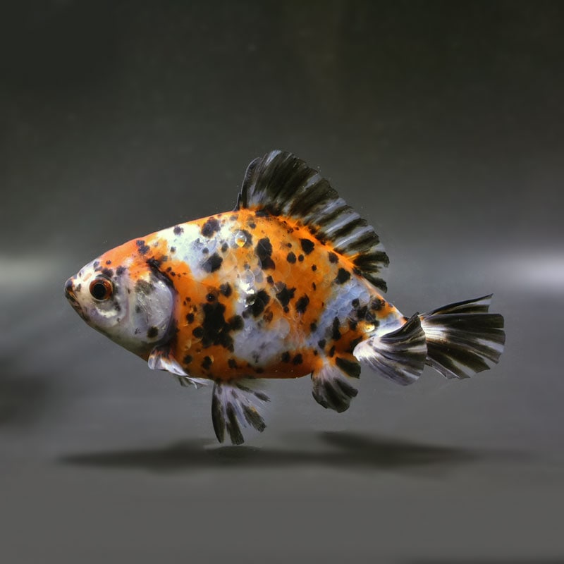 【金魚王子】三色和金（四つ尾） 15cm前後 (個体番号：vfr212)