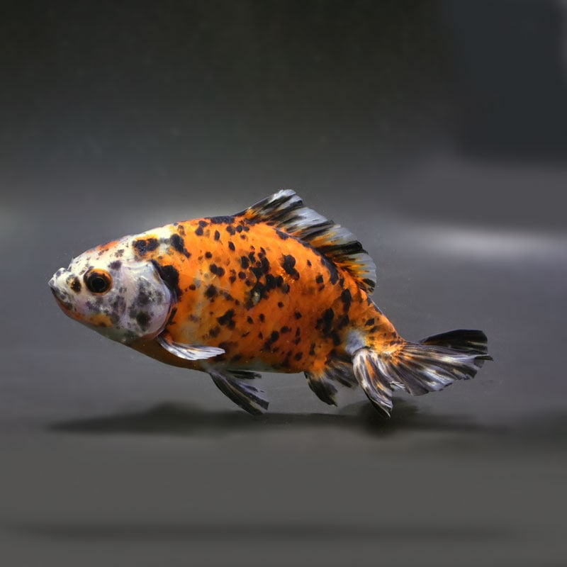 【金魚王子】三色和金（四つ尾） 15cm前後 (個体番号：vfr215)