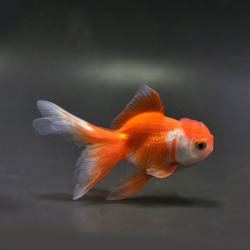 【金魚王子】更紗オランダ 9cm前後 (個体番号：vfr243)