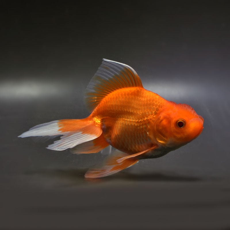 【金魚王子】日本オランダ (レッド) 13cm前後 (個体番号：vfr261)