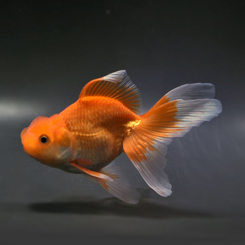 【金魚王子】日本オランダ (レッド) 14cm前後 (個体番号：vfr263)