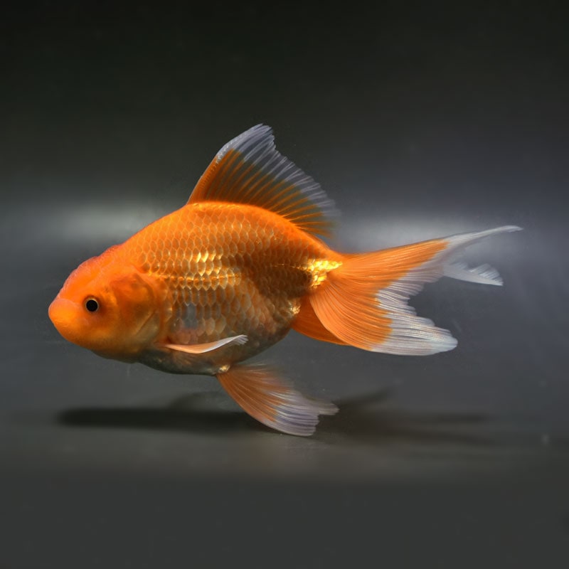 【金魚王子】日本オランダ (レッド) 15cm前後 (個体番号：vfr265)