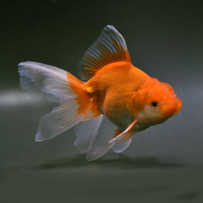 【金魚王子】日本オランダ (レッド) 15.5cm前後 (個体番号：vfr266)