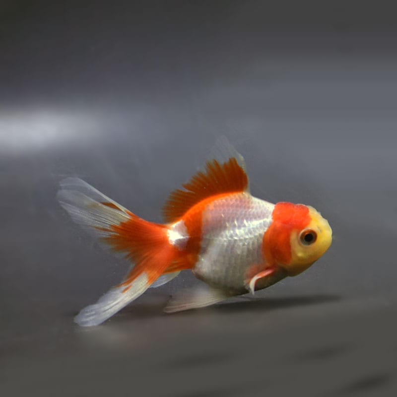 【金魚王子】更紗オランダ  9.5±1cm前後 (個体番号：vfr271)