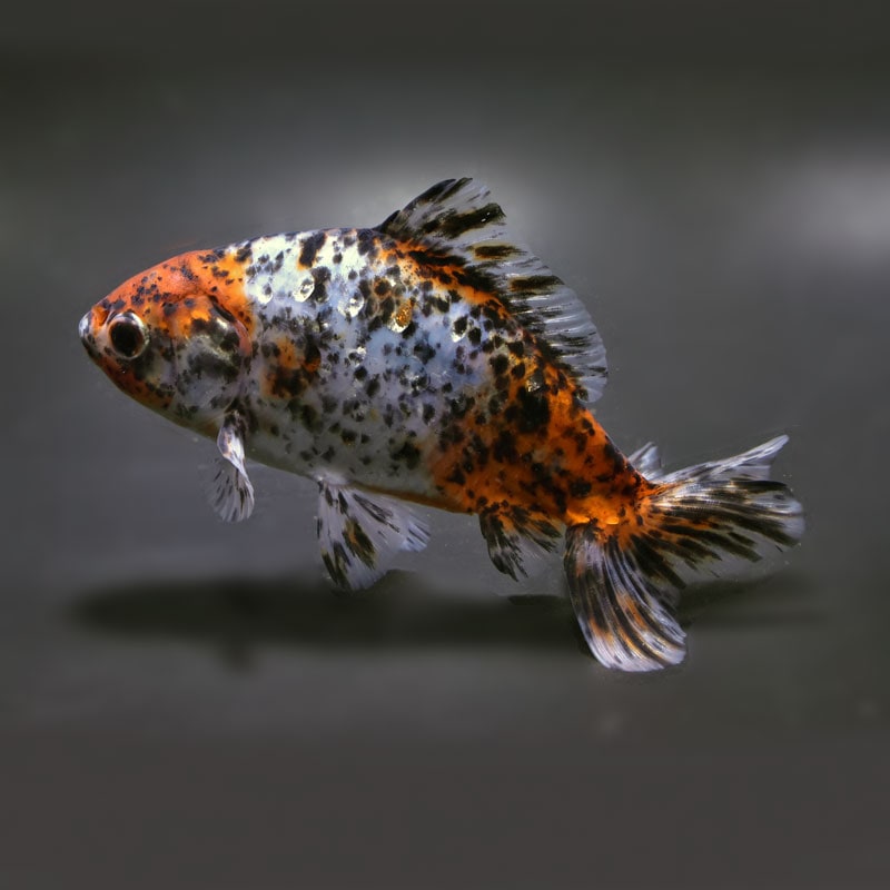 【金魚王子】三色和金（四つ尾） 14.5cm前後 (個体番号：vfr342)