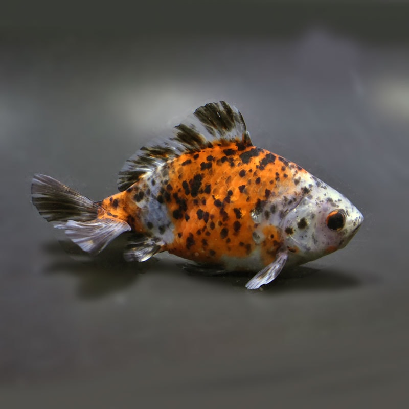 【金魚王子】三色和金（四つ尾） 14cm前後 (個体番号：vfr345) 金魚 きんぎょ キンギョ 高級金魚 高級キンギョ 生体 厳選個体 1匹 高級きんぎょ 魚 観賞魚 きれい かわいい 珍しい アクアリウム