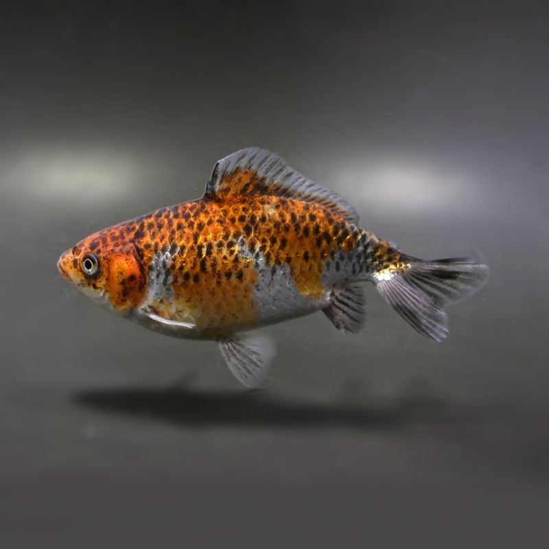 【金魚王子】銀鱗三ツ尾和金 13.5cm前後 (個体番号：vfr414)