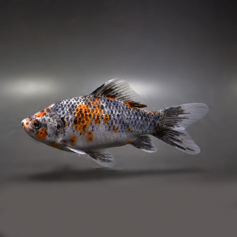 【金魚王子】銀鱗和金（フナ尾） 16cm前後 (個体番号：vfr423)