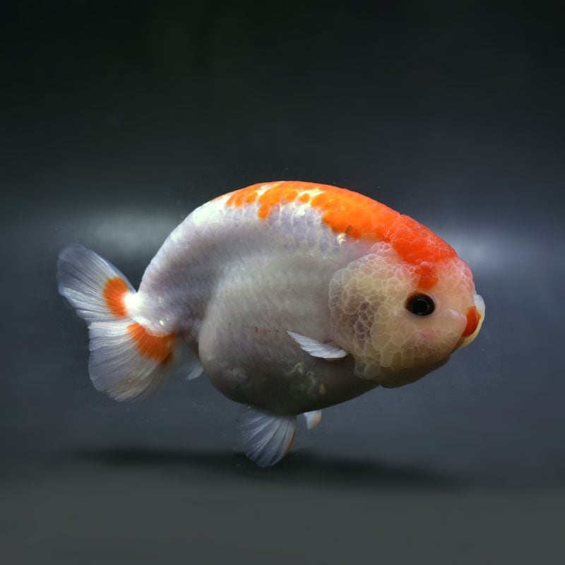 【金魚王子】変わり柄らんちゅう 13.5cm前後 (個体番号：vfr552) 