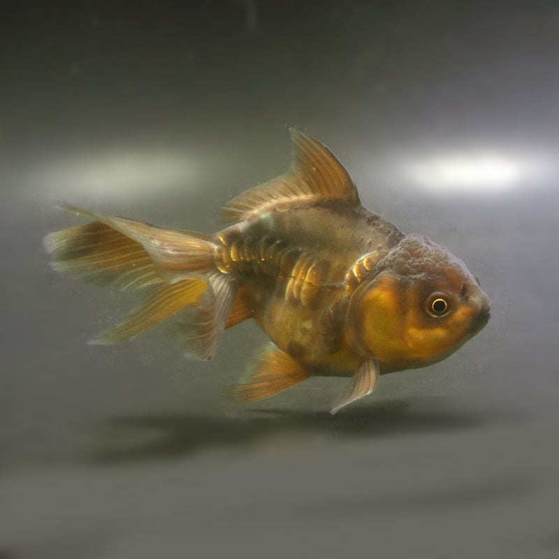 【金魚王子】ドラゴンスケールオランダ 12.5cm前後 (個体番号:cde101) 金魚 きんぎょ 生体 オランダ獅子頭 厳選個体