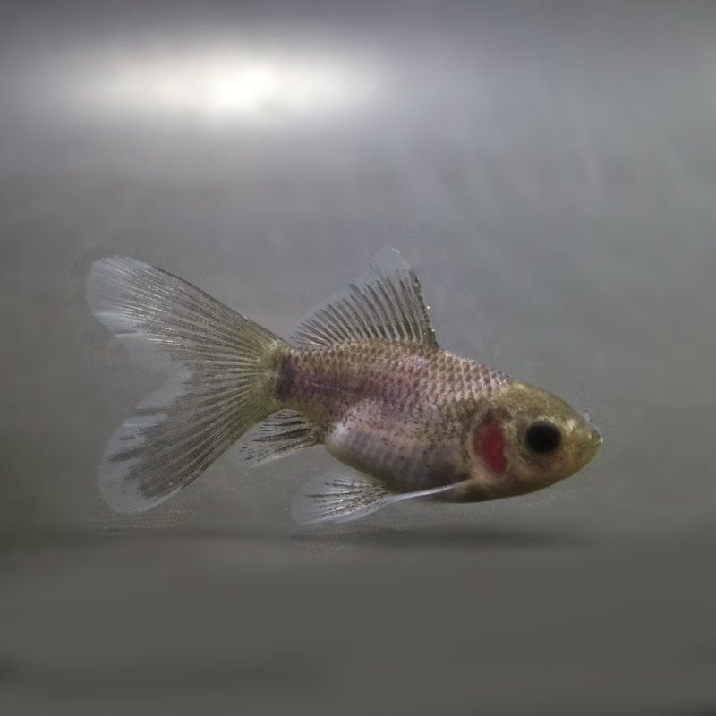 【金魚王子】ブリストル朱文金（メノウ モザイク）  8±1cm前後 (個体番号：cde111) 金魚 きんぎょ 生体 オランダ獅子頭 厳選個体